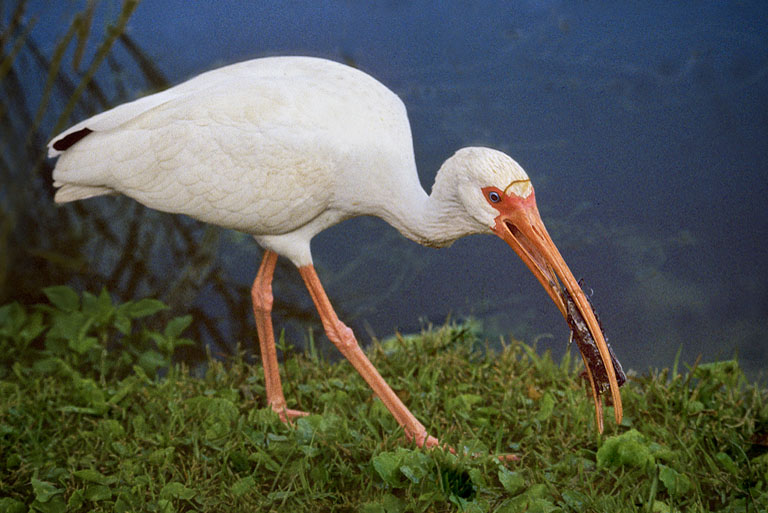 White Ibis Eating Crab